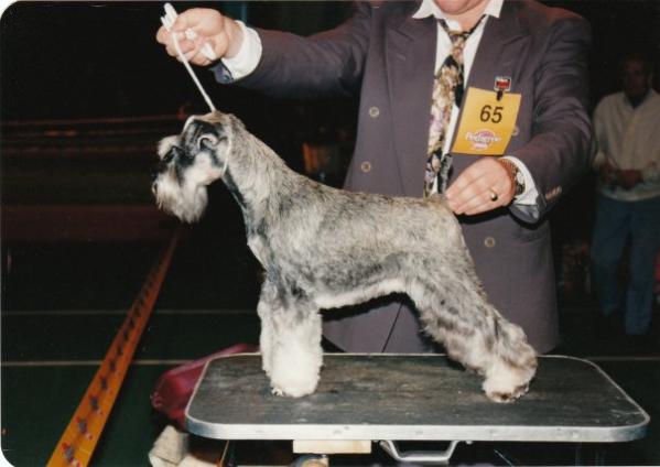 Schnauzerhills Express Yourself | Miniature Schnauzer 