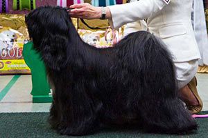 FALAMANDUS J'ARA KI KAKI | Tibetan Terrier 