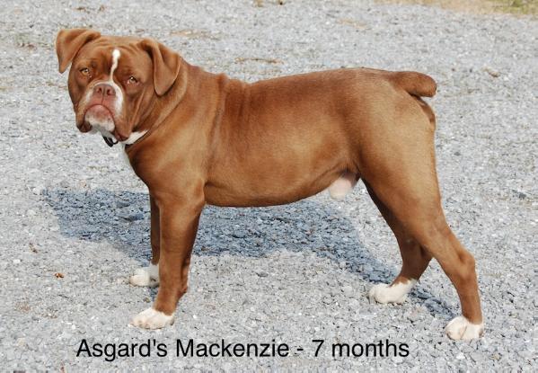 Asgard's Mackenzie | Olde English Bulldogge 