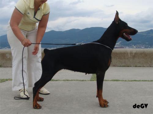 Gina Geretta de Grande Vinko | Black Doberman Pinscher