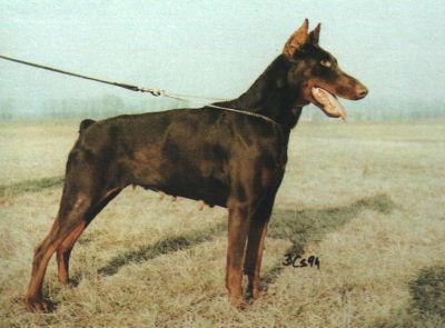 Black-Dober Viki | Brown Doberman Pinscher