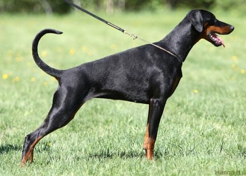 Petremma's Faith Of Mine | Black Doberman Pinscher