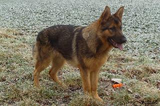 Dunja Vom Wolfseck | German Shepherd Dog 