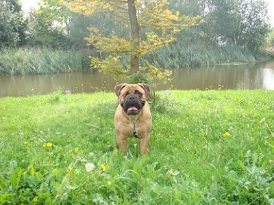 Beyoncé Sis From Beautybull | Bullmastiff 