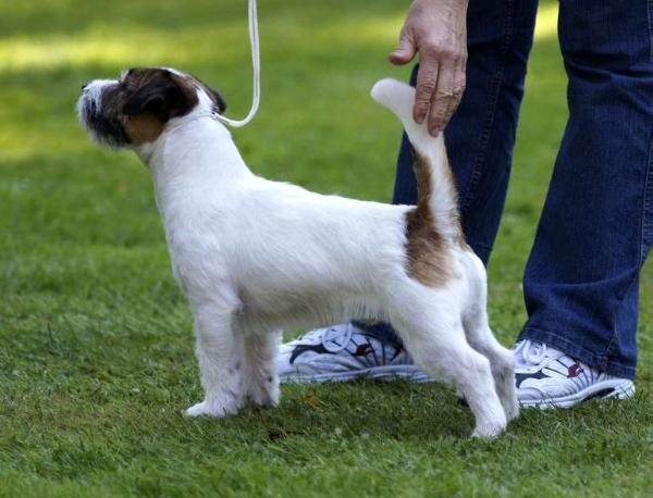 James Bond z Hradu Pihlov | Jack Russell Terrier 