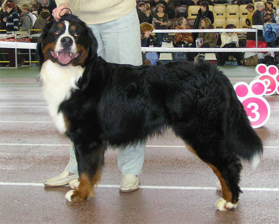 Siro V Nesselacker | Bernese Mountain Dog 