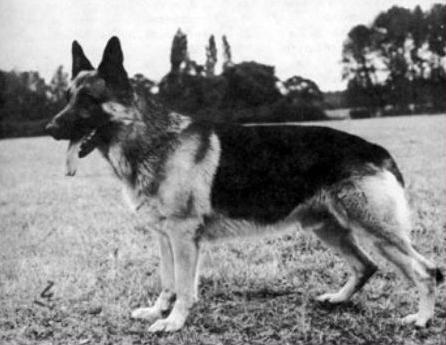 Condor vom Hohenstamm | German Shepherd Dog 