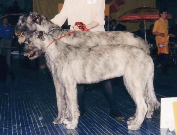 Kelli Marie of Nutstown | Irish Wolfhound 