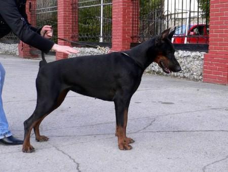 Bolivar Sunrais Samira | Black Doberman Pinscher