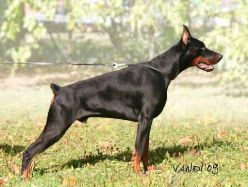 Retro del Mediano | Black Doberman Pinscher