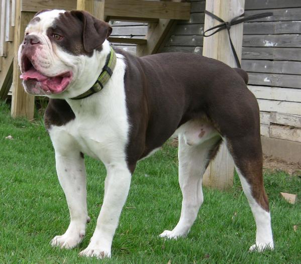 Jestyr's Henry | Olde English Bulldogge 