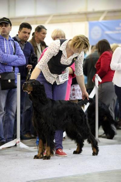 Gordon-Sett Style Emma | Gordon Setter 