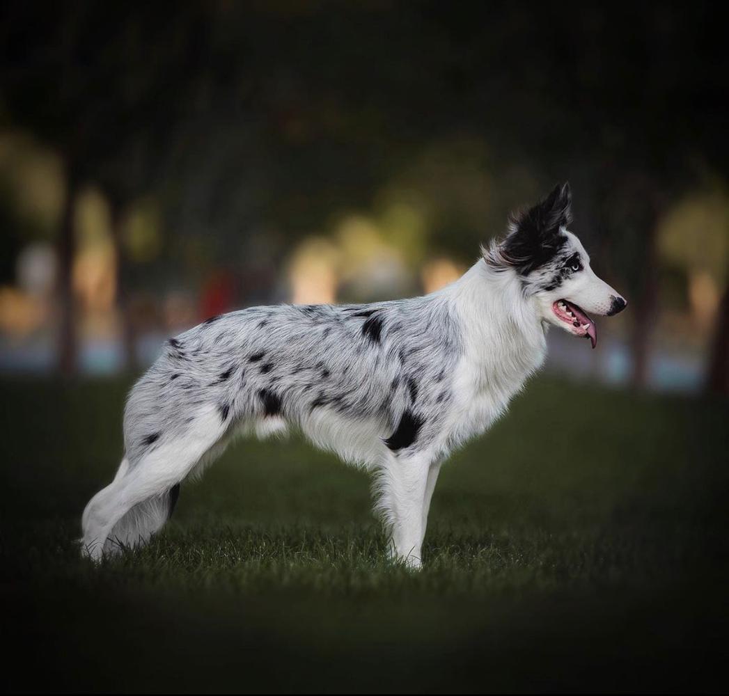 Songbird | Border Collie 