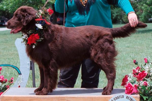 Spring Valley Kodiak | Flat-Coated Retriever 