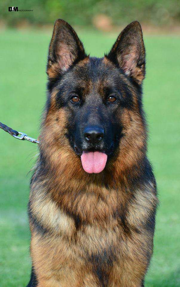 Joker of Lazaros | German Shepherd Dog 