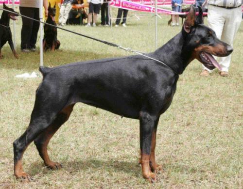 Brenda (LO0719008) | Black Doberman Pinscher