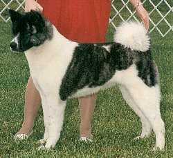 Kumakura's Mini Mischiefmaker | Akita 