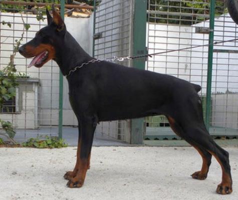 Dark Lady di Baia Nera | Black Doberman Pinscher