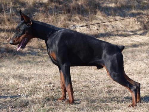 Vaydee Jaguar | Black Doberman Pinscher