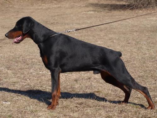 Vaydee Jesse James | Black Doberman Pinscher