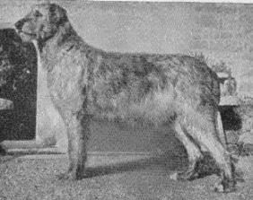 Ouborough Tara of Boroughbury | Irish Wolfhound 