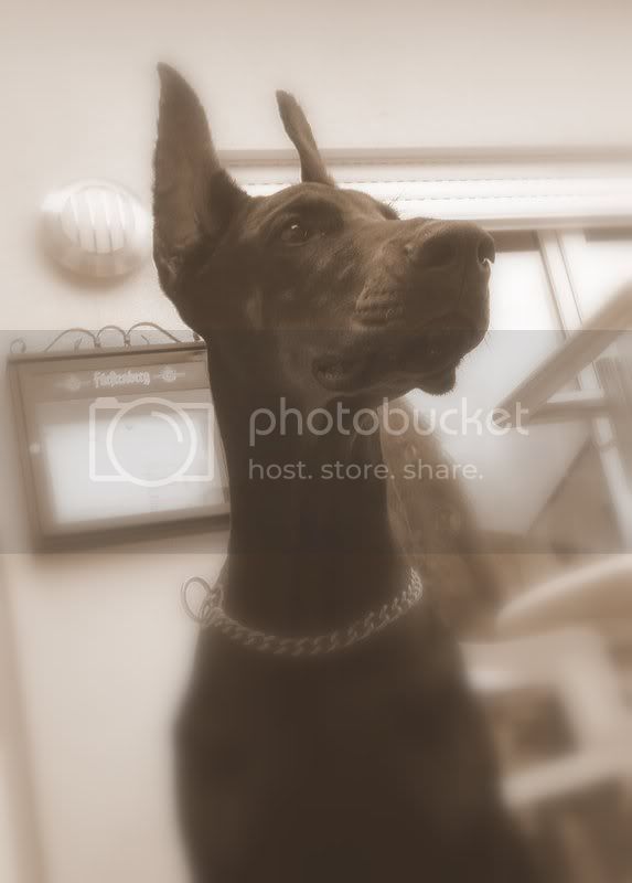 Vaydee Jolly Roger | Black Doberman Pinscher