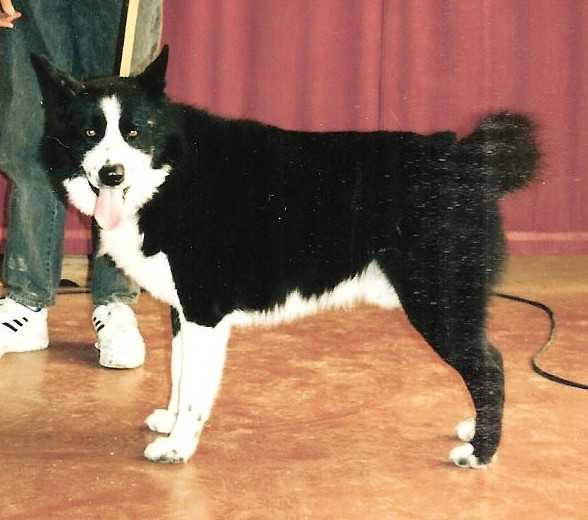 FJORD de la Cote des Lutins | Karelian Bear Dog 