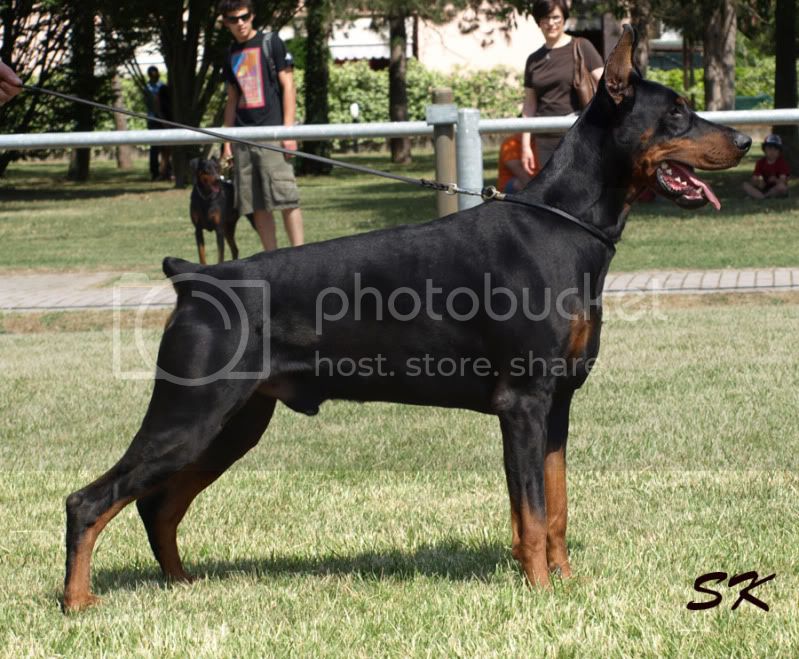 Vaydee Just Jaden | Black Doberman Pinscher