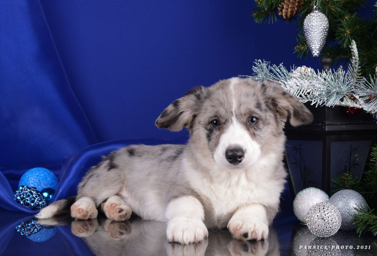 Cati Bruti | Cardigan Welsh Corgi 