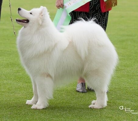 Lealsam Take On The World | Samoyed 