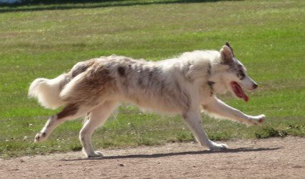 Kathrine Wallace | Border Collie 