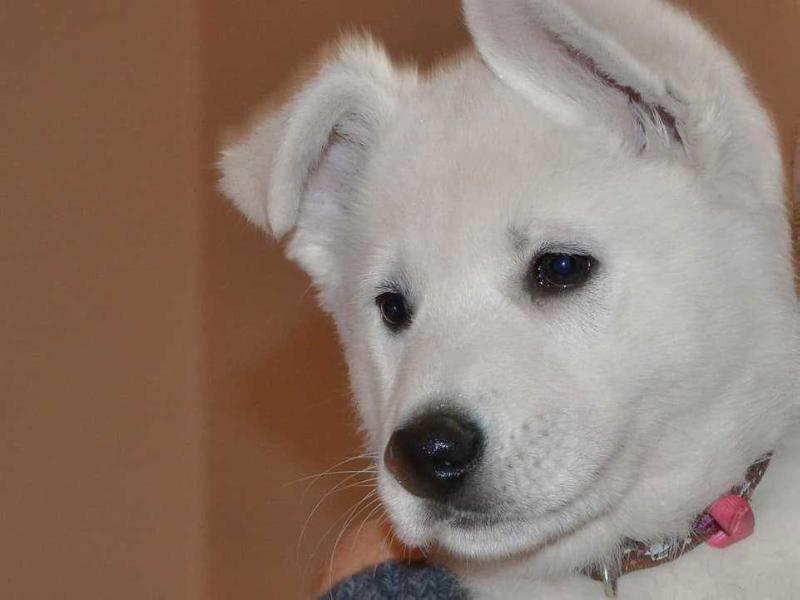 Dakota Desert Rain Lord of North | White Swiss Shepherd Dog 