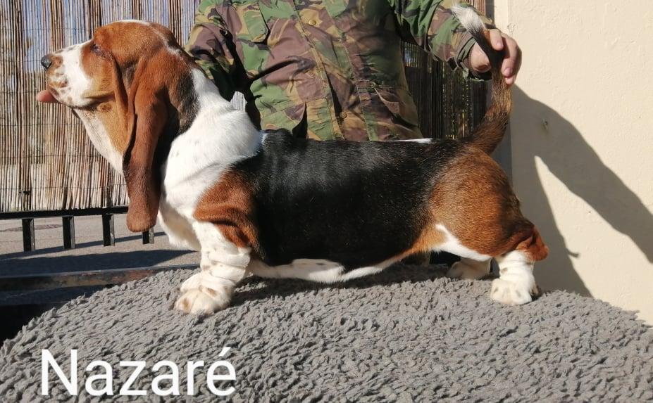 Nazaré da Quinta da Alfarrobeira | Basset Hound 