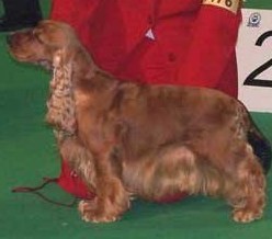 SUMMERLAND ANGELICA RUGRAT´S | English Cocker Spaniel 