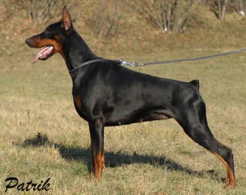 Vaydee Jamaica | Black Doberman Pinscher