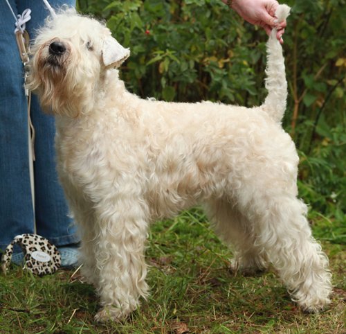 Mechta Poeta Yantarinka | Soft Coated Wheaten Terrier 