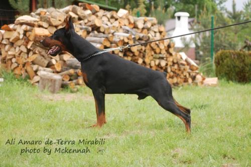 Ali Amaro de Terra Mirabili | Black Doberman Pinscher