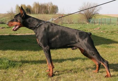 Alfa Regal de Terra Mirabili | Black Doberman Pinscher