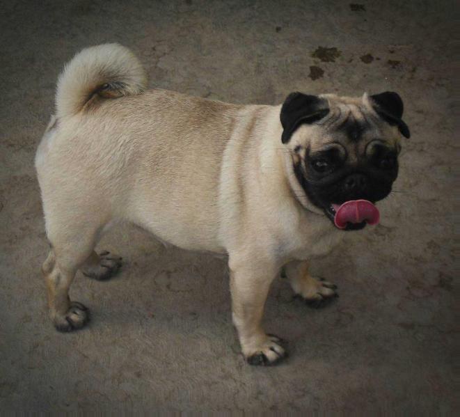 VERGAROS ALEX'S CHIQUITA | Pug 