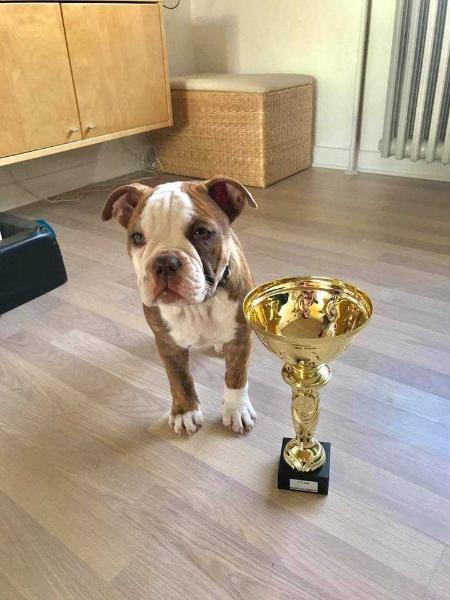 Catobulls Mikkeline | Olde English Bulldogge 