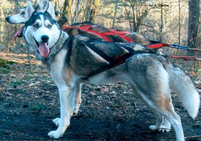 Stix Nesquik von der Friesenburg | Siberian Husky 