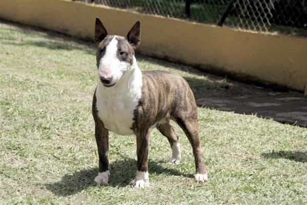 Lil' Whiteberry de Peracho | Bull Terrier 