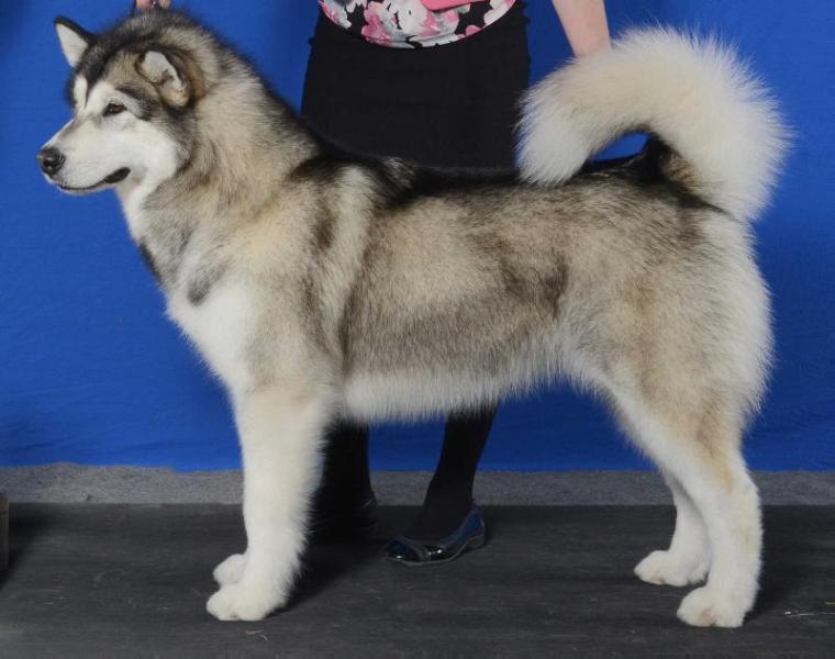 Palemoon Skyblue’s Beauty Queen From A Movie Scene | Alaskan Malamute 