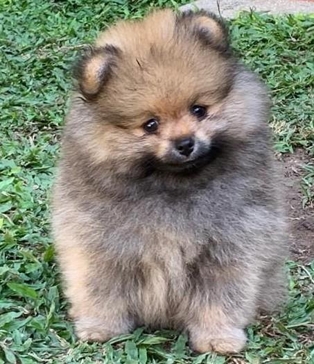 WONDERPOMS IRIS CHESTE | Pomeranian 