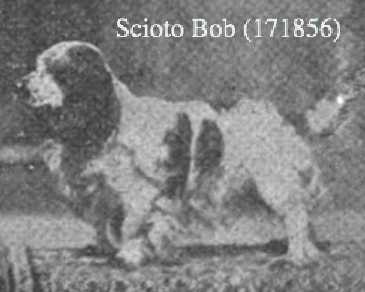 Scioto Bob (171856) | American Cocker Spaniel 