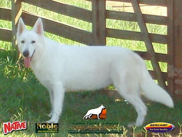 Anne Queen Kann Scharzwaldhunde | White Swiss Shepherd Dog 