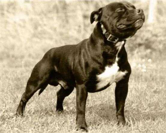 Belnite Dark Huntsman | Staffordshire Bull Terrier 