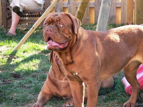 NASTY DE TATOUAGE | Dogue de Bordeaux 