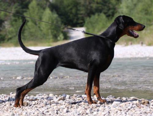 Dark Velvet Dobi Royal | Black Doberman Pinscher