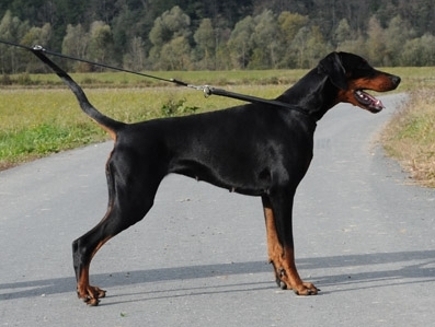 Dita Diana Dobi Royal | Black Doberman Pinscher